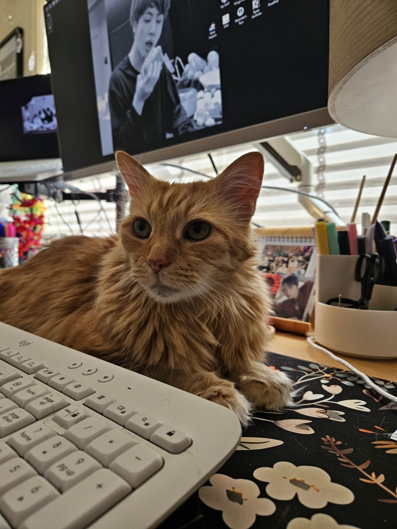 Ajax the orange cat taking up all the desk space