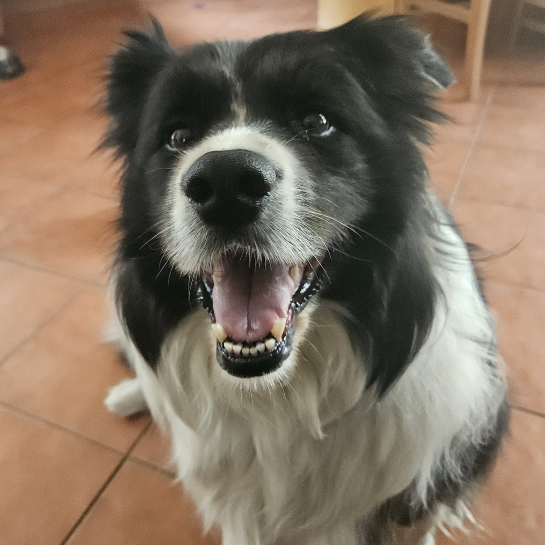 Jerry the border collie smiling for the camera