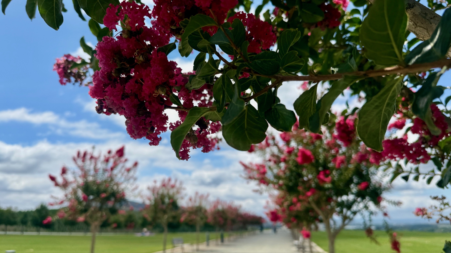 Beautiful Crepe Myrtles at the National Arboretum in Canberra, Australia.