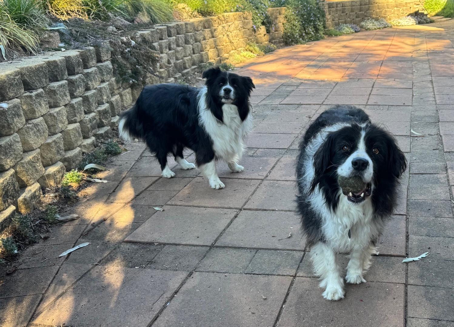 Jerry and Manneke the Border Collie Twinsies ... No seriously! Throw the ball!